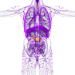 3d 提供胰腺医学插图胰脏胆道器官胆囊膀胱医疗图片
