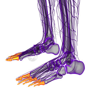 3d 表示人类长腿的插图手臂手指指骨方阵风湿病肌腱骨骼图片