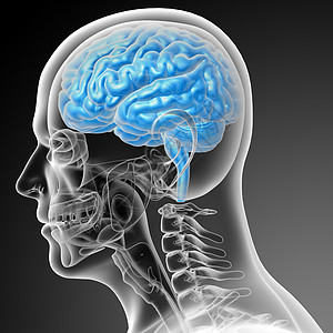 3d 进行脑部医学插图髓质中脑颅骨大脑嗅觉脑桥小脑垂体图片