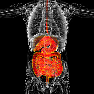 3d为人类消化系统提供医学说明腹痛胰腺腹部膀胱胆囊解剖学图片