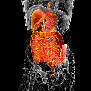 3d为人类消化系统提供医学说明解剖学腹痛膀胱腹部胆囊胰腺背景图片
