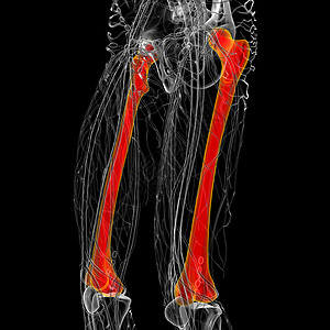3d为大腿骨的医学插图指骨股骨腓骨骨盆颅骨膝盖髌骨骨骼坐骨图片