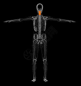 3d为颈骨的医学插图生理椎骨脊柱颈椎病骨头脖子骨骼背景图片