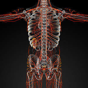 神经感官科学生物学身体淋巴插图系统渲染解剖学绳索图片