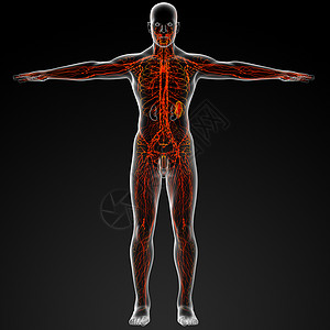 神经淋巴插图身体渲染解剖学科学绳索感官生物学系统图片