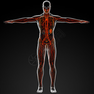 神经淋巴插图身体渲染解剖学科学绳索感官生物学系统背景图片