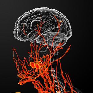 神经解剖学身体绳索系统插图渲染生物学淋巴科学感官图片