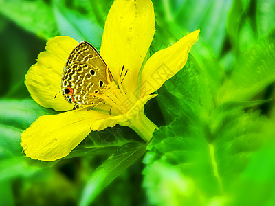 蝴蝶坐在一只黄色花朵上 藏在花粉堆里隐藏橙子秘密棕色绿色叶子背景图片
