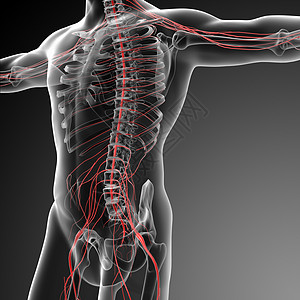 3d 说明男性神经系统的情况生物学身体医疗解剖学女士神经腰椎胸椎骶骨绳索图片