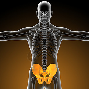 3d为骨盆骨骼的医学插图软骨子宫关节密度股骨图片