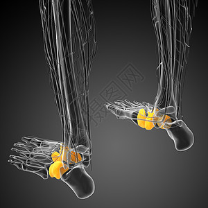 3d为医学上的中脚骨插图风湿病手臂肌腱指骨骨骼方阵手指图片