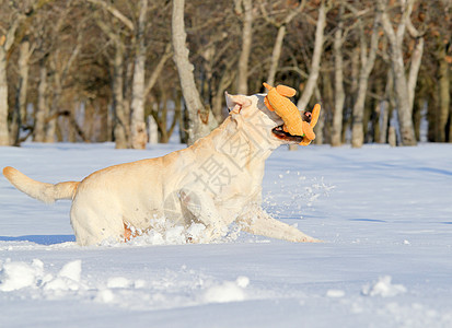 冬天的黄色拉布拉多 带着玩具跑来跑去白色森林跑步猎犬朋友晴天乐趣公园宠物天空图片