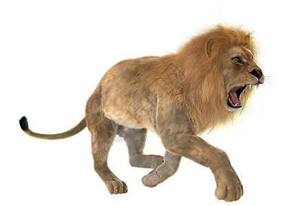 愤怒的狮子动物国王野生动物攻击跑步荒野猎人哺乳动物女性白色图片