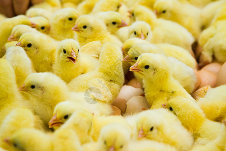 新孵小鸡孵化器农业动物鸟类黄色家禽孵化孵化场农场图片
