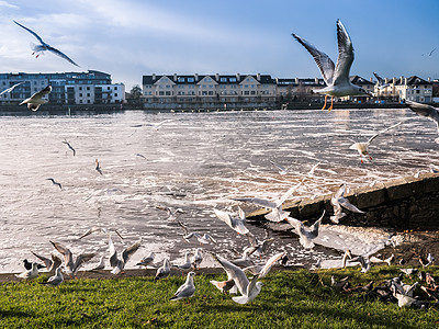 河上海鸥 亚特隆大坝背景天堂海岸线火鸡海浪自由飞行蓝色地平线动物群翅膀图片