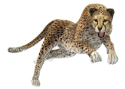 猎豹攻击跳跃哺乳动物白色捕食者生物动物猫科动物猎人荒野图片
