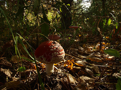 苍蝇装饰森林活性蘑菇精神树木背景图片