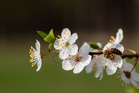 鲜花果树李子水果樱桃花蜜蜂花瓣苹果花花蜜区系昆虫收藏图片