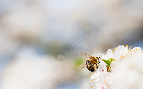 鲜花果树苹果花蜜蜂花蜜区系梅花李子宏观花瓣花粉昆虫图片