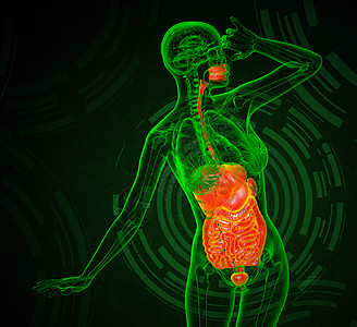 3d为人类消化系统提供医学说明胆囊解剖学癌症膀胱腹痛冒号疼痛胰腺图片