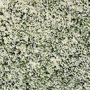 Ivy树叶绿墙眉头植物群花园风景叶子木本荒野植物狐狸公园图片
