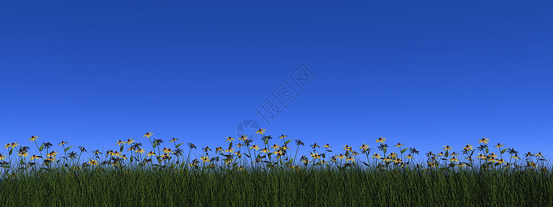 草和菊花  3D插图植物草地草原场地绿色季节雏菊蓝色天空图片