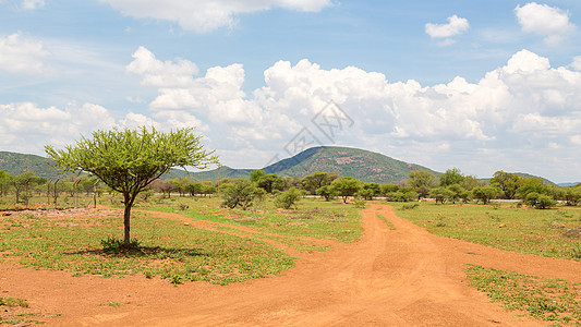 博茨瓦纳干草原草原草原上的灌木草原树木沙拉大草原干旱荒野图片