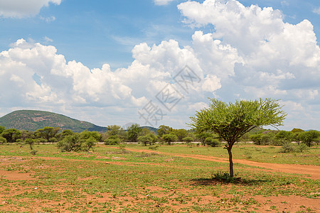 博茨瓦纳干草原草原草原上的灌木草原干旱荒野树木大草原沙拉图片