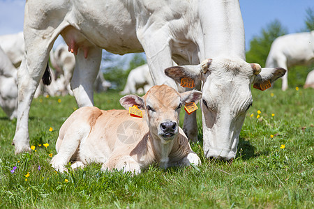 意大利阿尔卑斯山上的免费牛角国家草地牧场山脉场地奶制品说谎休息农场哺乳动物图片