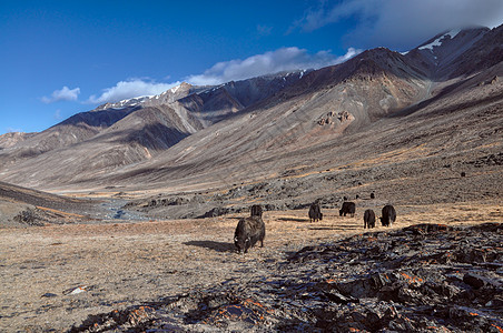 塔吉克斯坦的亚克斯Yaks溪流全景山脉风景家畜牦牛沙漠图片