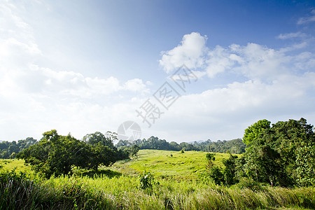 阳光明日的森林观光风景车道人行道树叶小路植物叶子墙纸森林旅行图片