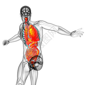 3d为人类消化系统提供医学说明 以及胸部支气管冒号呼吸气管鼻窦背景图片
