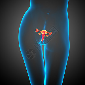3d为生殖系统提供医学方面的说明 以说明生殖系统解剖学性病器官子宫生育力图片
