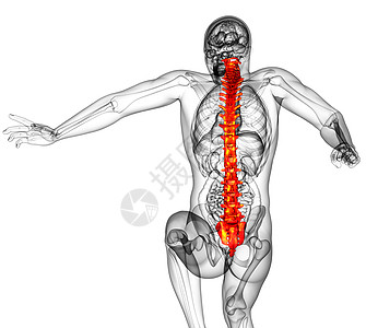 3d为人体脊椎的医学插图胸椎骶骨解剖学骨骼颈椎病背痛医疗生物椎骨生物学图片