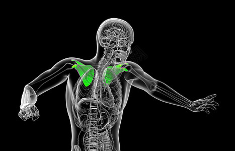 3d 进行医学演示 以说明骨骨骼脊柱骨头肋骨疼痛锁骨肩膀肩胛骨肱骨胸部骨科图片