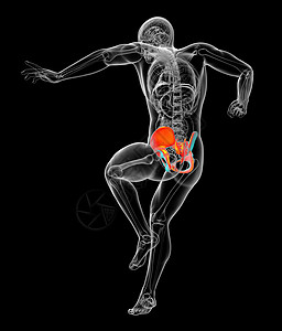 3d为骨盆骨骼的医学插图软骨股骨近端关节考试解剖学背景图片