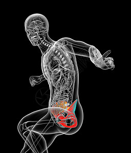 3d为骨盆骨骼的医学插图关节近端股骨考试解剖学软骨背景图片