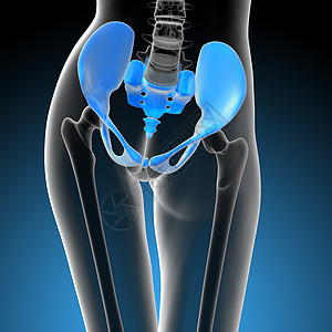 3d 提供臀骨的医学插图关节子宫股骨骨骼软骨骨盆密度图片
