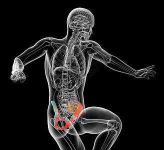3d为骨盆骨骼的医学插图股骨密度子宫关节软骨图片