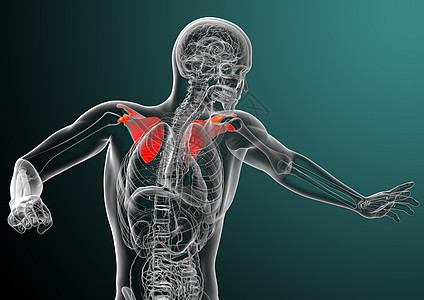 3d 进行医学演示 以说明骨骨骼肩膀脊柱肩胛骨胸部肱骨锁骨疼痛骨科肋骨躯干图片