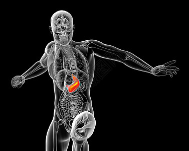 3d为人体胃部的医学说明胸部腹部健康解剖学背景图片