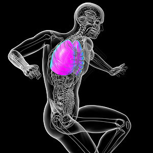 3d为人体肺部的医学插图支气管解剖学胸部器官背景图片