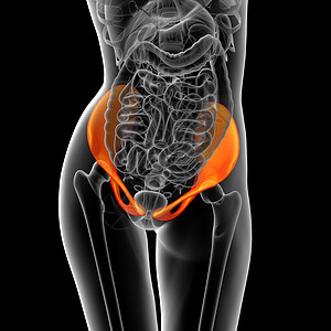 3d为骨盆骨骼的医学插图股骨密度子宫关节软骨图片