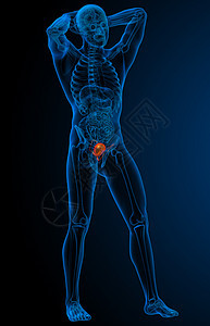 膀解剖学x光药品背景图片