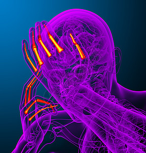3d 表示人体长颈手的插图手臂手腕方阵手指肌腱风湿病指骨骨骼背景图片