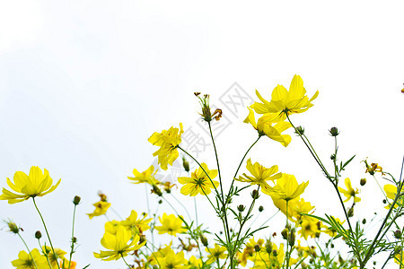 蓝天上的黄花蓝色白色天空绿色叶子花园花朵雏菊晴天阳光图片
