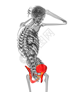 3d为骨盆骨骼的医学插图解剖学子宫关节股骨密度健康软骨图片