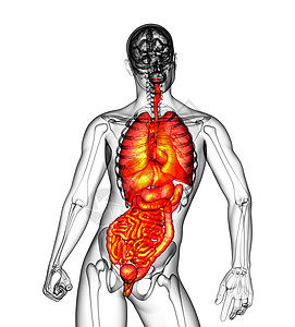3d为人类消化系统提供医学说明 以及气管躯干支气管冒号解剖学鼻窦呼吸器官胸部图片