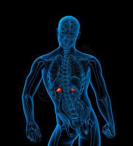 3d为肾上腺素的医学插图解剖学尿道膀胱器官输尿管身体尿液蓝色胸部肾上腺背景图片