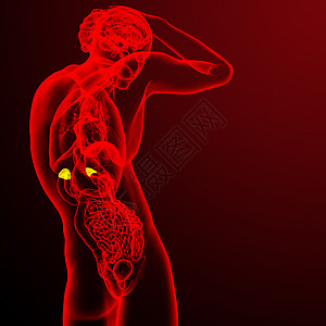 3d为肾上腺素的医学插图雄激素医疗内分泌器官荷尔蒙透明带诊断球藻髓质解剖学图片